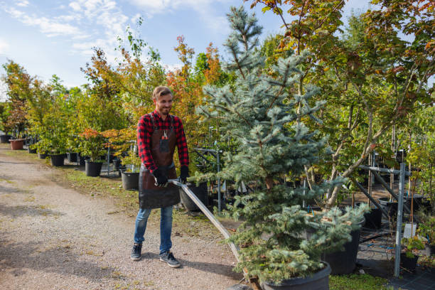 Residential Tree Removal in Milaca, MN